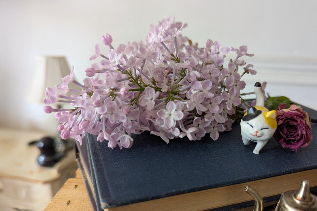 enfleurage au lilas