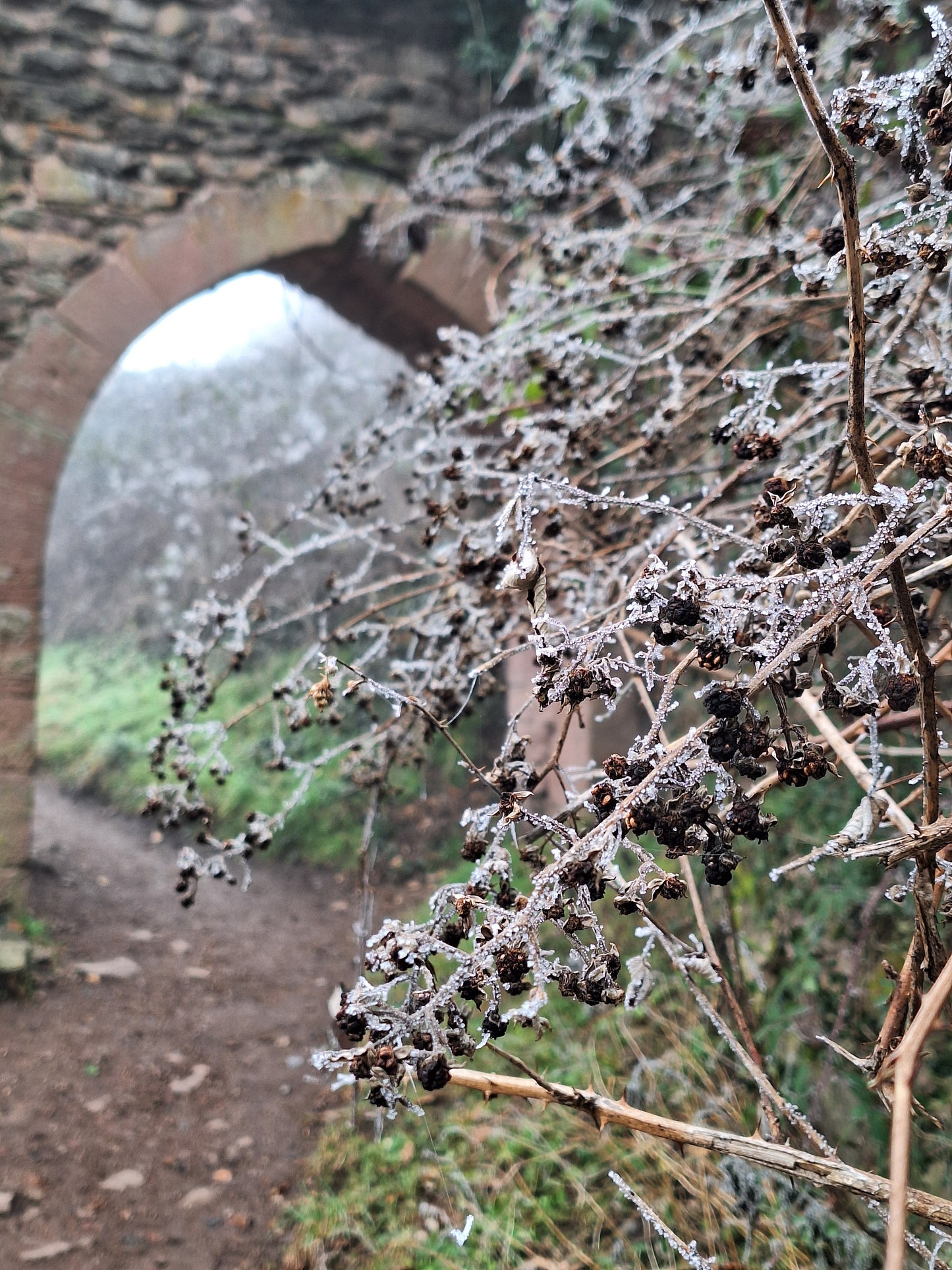 Winter Solstice - Comfort: Roll on