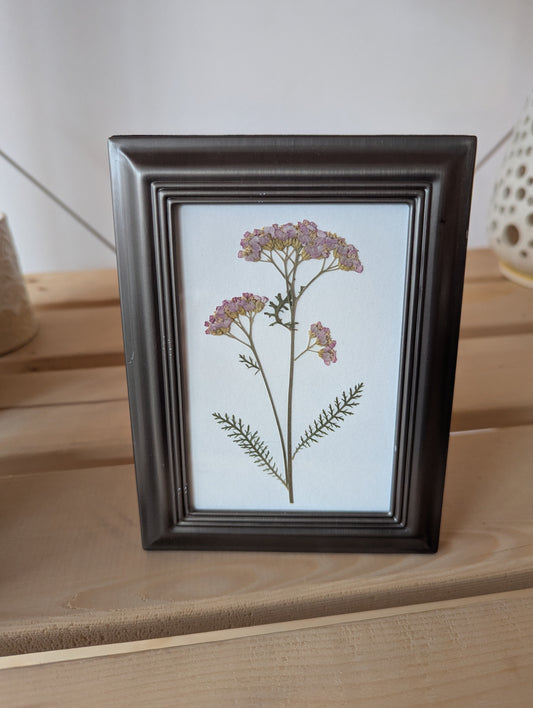 Pressed flower frame - Yarrow